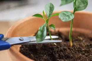 阳台变身小果园 四种既好吃又好看的水果花卉种植指南