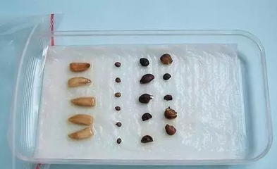 家庭养花最简便的种子催芽方法