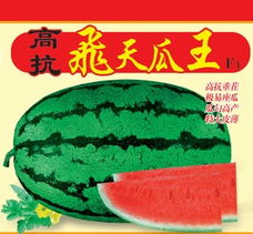 高抗飞天瓜王F1西瓜种子 山东济南三优高科种业的杰出培育