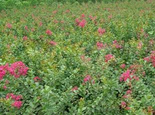 供应美人梅、百日红——山东潍坊鲁中花卉为您提供优质花种