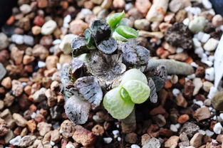 不仅生长快还能保持品种特性 叶插法——多肉繁殖的绝佳选择