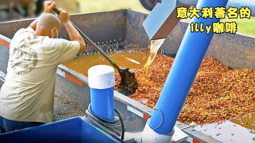 揭秘illy咖啡工厂 从精选咖啡豆到意式风情的艺术之旅