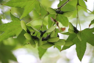 枫树种子 自然界的精巧艺术品