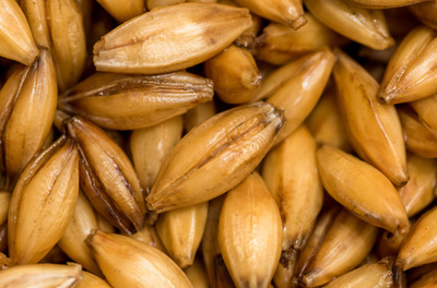 大麦籽粒的休眠与萌发 从“关闭”到“启动”的生命密码