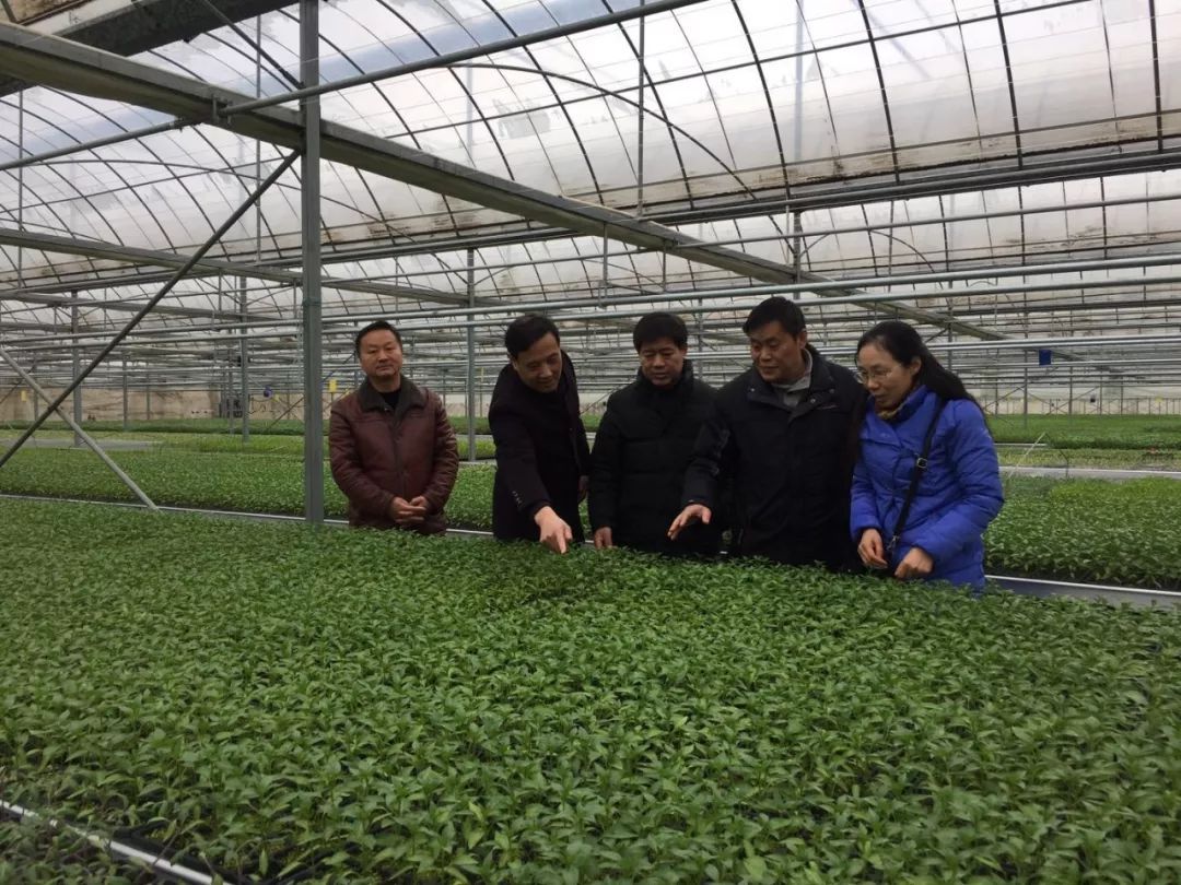 和县工厂化育苗亮相央视新闻，花卉产业迈向科技新纪元