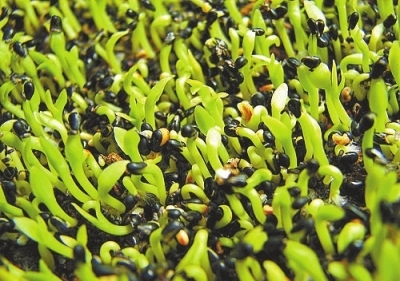 火龙果种子盆栽 从餐桌到窗台的绿意新生