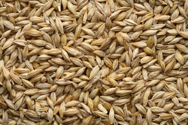 大麦籽粒 从开放到“关闭”的种子生命历程