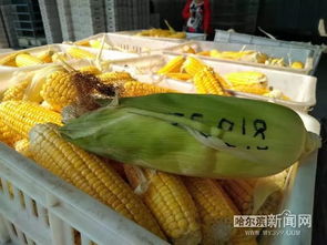 一县一品 从木兰粗食的鲜食玉米，到藏粮于技的花卉产业